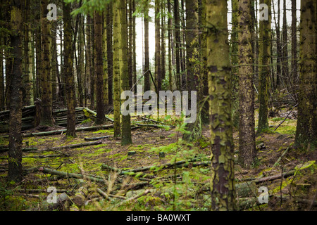 Fitta foresta di pini scozzesi, Inghilterra, Regno Unito Foto Stock