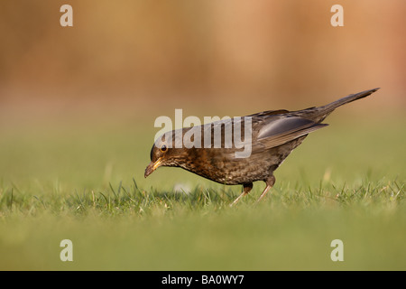 Merlo Turdus merula femmina su erba molla di Scozia Foto Stock