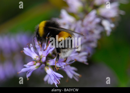 Bumble Bee al lavoro Foto Stock