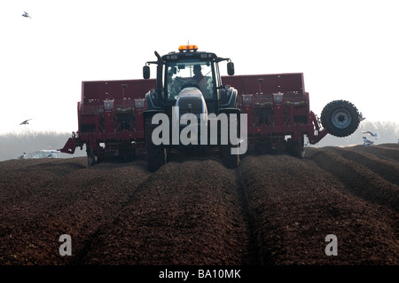Destoning un campo e la semina delle patate Foto Stock