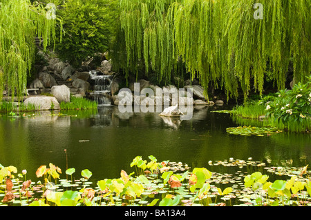 Giardino cinese di amicizia Sydney Australia Foto Stock