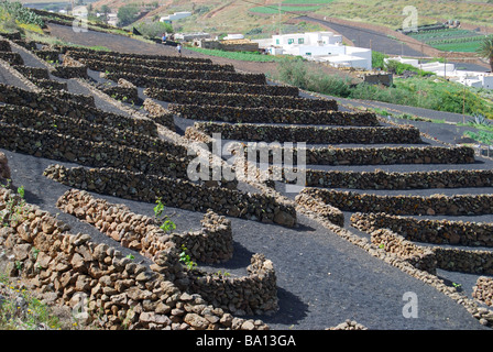 Colture in rifugi vulcanica, Los Valles, Lanzarote, Isole Canarie, Spagna Foto Stock