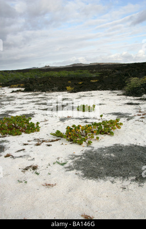 Ink-berry aka Beachberry, Gullfeed, Mezzo fiore o ceroso di Bush, Scaevola plumieri, Cerro Brujo, San Cristobal Island, Galapagos Foto Stock