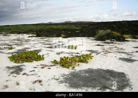 Ink-berry aka Beachberry, Gullfeed, Mezzo fiore o ceroso di Bush, Scaevola plumieri, Cerro Brujo, San Cristobal Island, Galapagos Foto Stock