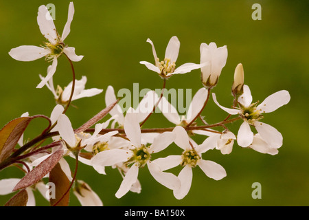 Juneberry Amelanchier lamarckii un canadensis in fiore in primavera naturalizzate nel Dorset Foto Stock
