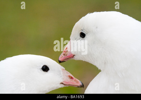 Coppia di Ross di oche Foto Stock