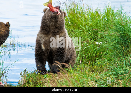Grizzly Bear Cub deglutizione salmone, Ursus arctos horriblis, fiume Brooks, Katmai National Park, Alaska, STATI UNITI D'AMERICA Foto Stock
