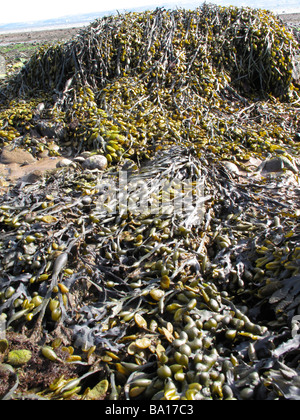 Seawed sulle rocce e spiaggia a bassa marea Foto Stock