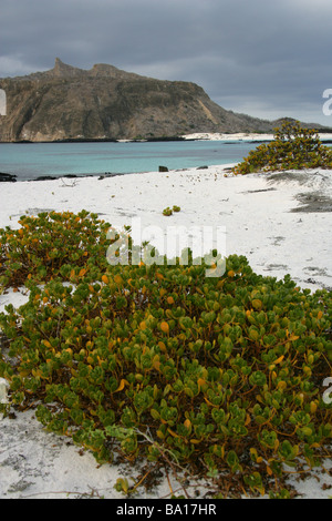 Ink-berry aka Beachberry, Gullfeed, Mezzo fiore o ceroso di Bush, Scaevola plumieri, Cerro Brujo, San Cristobal Island, Galapagos Foto Stock