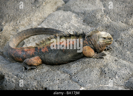 Marino, Iguana Amblyrhynchus cristatus, Iguanidae, San Cristobal Island, Arcipelago delle Galapagos, Ecuador, Sud America Foto Stock