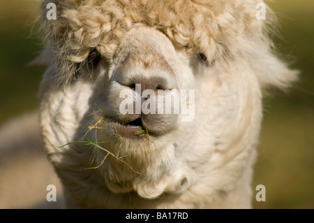 ALPACA Lama pacos Foto Stock