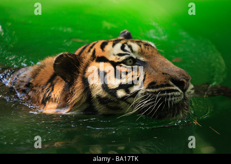 Tigre del Bengala Panthera tigris tigris nuotare nel lago Foto Stock