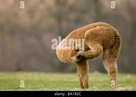 ALPACA Lama pacos Foto Stock