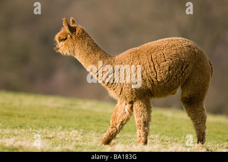 ALPACA Lama pacos Foto Stock