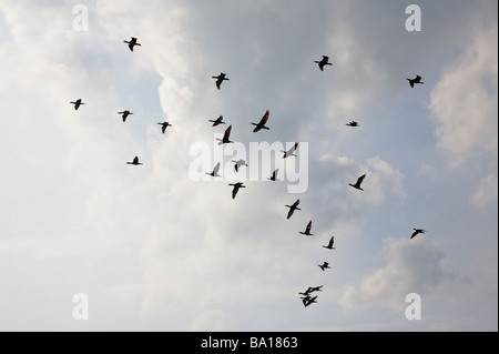 Stormo di cormorani in silhouette sorvolano Markermeer Lelystad Paesi Bassi Foto Stock