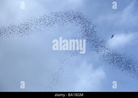 Migliaia di pipistrelli volare fuori della grotta di cervi, probabilmente la più grande grotta passaggio nel mondo, in Mulu, Borneo Malaysia Foto Stock