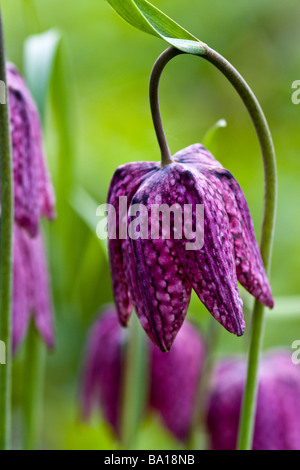 Snake-head Fritillary Foto Stock