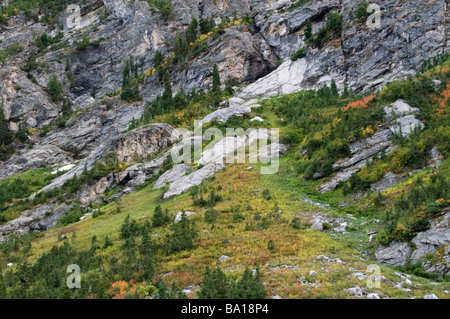 Colore di autunno sul pennello Canyon s piste alpine Grand Teton National Park Wyoming USA Foto Stock