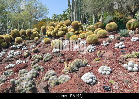 Giardino del cactus Foto Stock