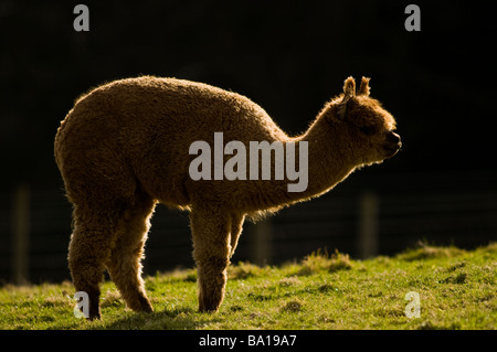 ALPACA Lama pacos Foto Stock