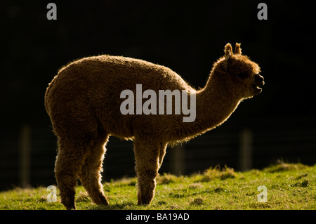 ALPACA Lama pacos Foto Stock