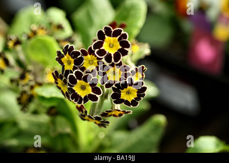 Primrose Bloom di etangi varietà in close up o macro che mostra fiore dettagliata struttura e forma Foto Stock