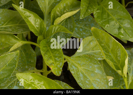 Peperone rosso Capsicum annuum var aviculare, foglie con phitofarmacus su Foto Stock