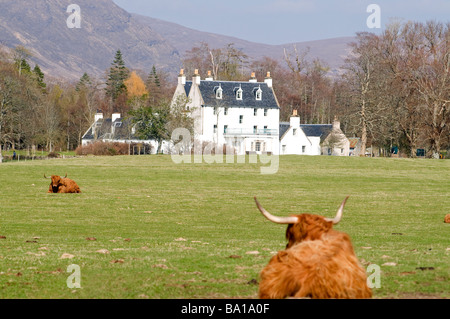 Highland bovini pacificamente lo sguardo verso Applecross casa sulla penisola di Applecross SCO 2324 Foto Stock