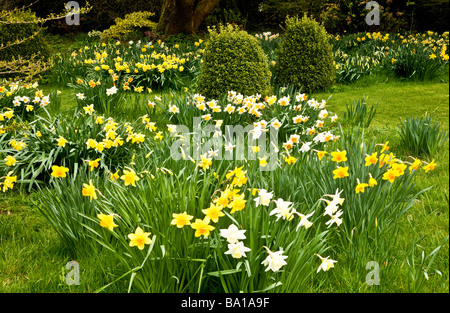 Diverse specie, varietà di narcisi in Daffodil Garden a Stourton House Stourton vicino Warminster Wiltshire, Inghilterra REGNO UNITO Foto Stock