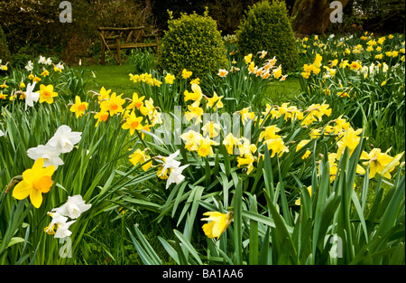 Diverse specie, varietà di narcisi in Daffodil Garden a Stourton House Stourton vicino Warminster Wiltshire, Inghilterra REGNO UNITO Foto Stock