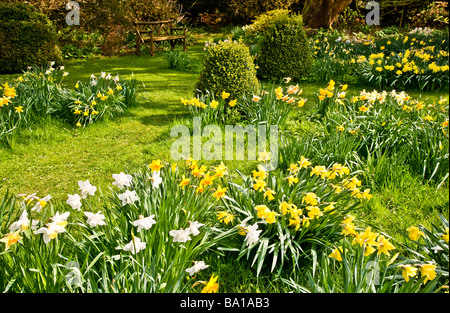 Diverse specie, varietà di narcisi in Daffodil Garden a Stourton House Stourton vicino Warminster Wiltshire, Inghilterra REGNO UNITO Foto Stock