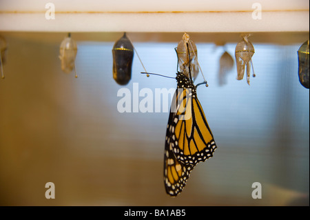 Farfalla monarca emerge dalla crisalide Foto Stock