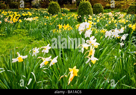 Diverse specie, varietà di narcisi in Daffodil Garden a Stourton House Stourton vicino Warminster Wiltshire, Inghilterra REGNO UNITO Foto Stock