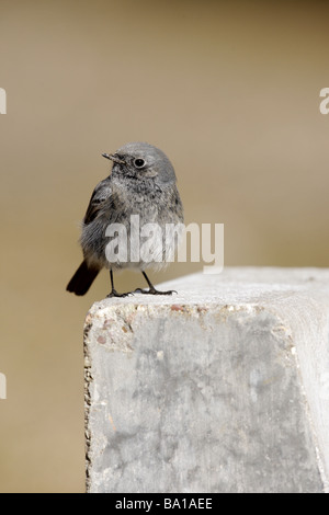 Codirosso spazzacamino Phoenicurus ochruros Midlands maschio inverno Foto Stock