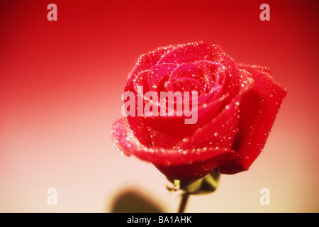 Red Rose con le goccioline di acqua Foto Stock