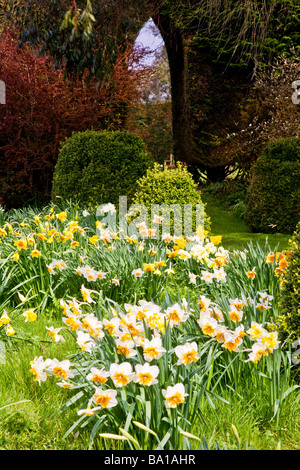 Differenti varietà di specie di narcisi in Daffodil Garden a Stourton House Stourton vicino Warminster Wiltshire, Inghilterra REGNO UNITO Foto Stock