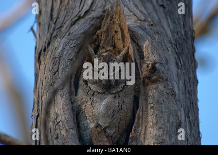 Un collare gufi Scops Otus bakkamoena custodisce il suo nido foro Foto Stock