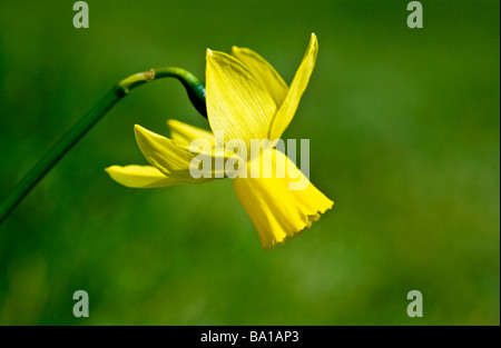Una varietà di specie o cultivar di dwarf daffodil o Narciso Foto Stock