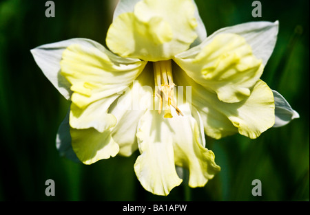 Un gruppo corona specie varietà o cultivar di daffodil o Narciso Foto Stock