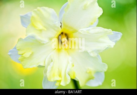 Un gruppo corona specie varietà o cultivar di daffodil o Narciso Foto Stock