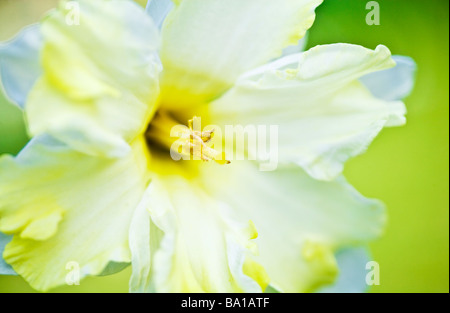 Un gruppo corona specie varietà o cultivar di daffodil o Narciso Foto Stock