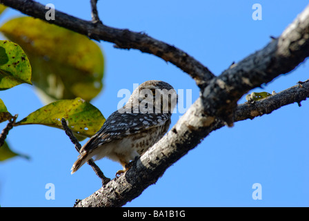 Spotted Owlet Athene brama seduto su un ramo Foto Stock