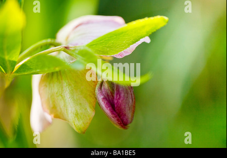 L'elleboro o Helleborus orientalis un inverno e primavera fioritura piante erbacee perenni Foto Stock