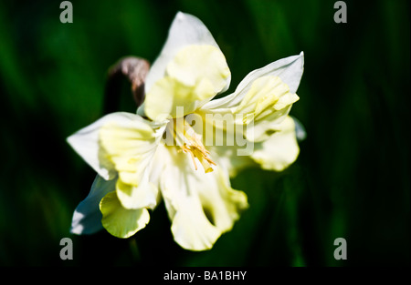 Un gruppo corona specie varietà o cultivar di daffodil o Narciso Foto Stock