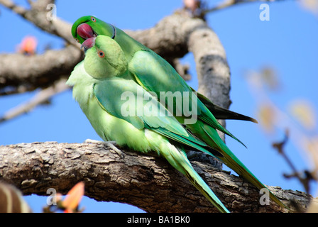 Una coppia di Indian Rose-inanellati parrocchetti Psittacula krameri fondling ogni altro in Gujarat India Foto Stock