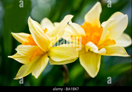 Un gruppo corona specie varietà o cultivar di daffodil o Narciso Foto Stock