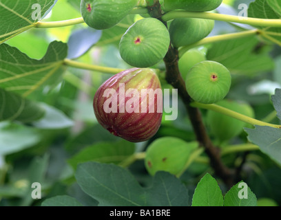 Fichi sul fico Foto Stock