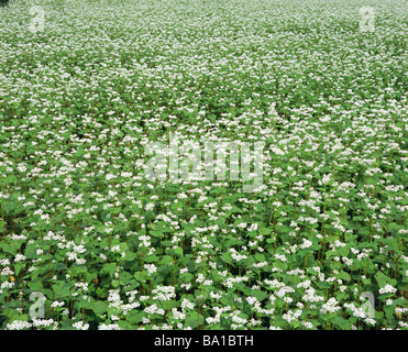 Fiori SOVA cresce in campo Foto Stock