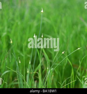 Rocambole selvatici nel campo Foto Stock