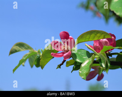 Mela cotogna fiore che sboccia in primavera Foto Stock